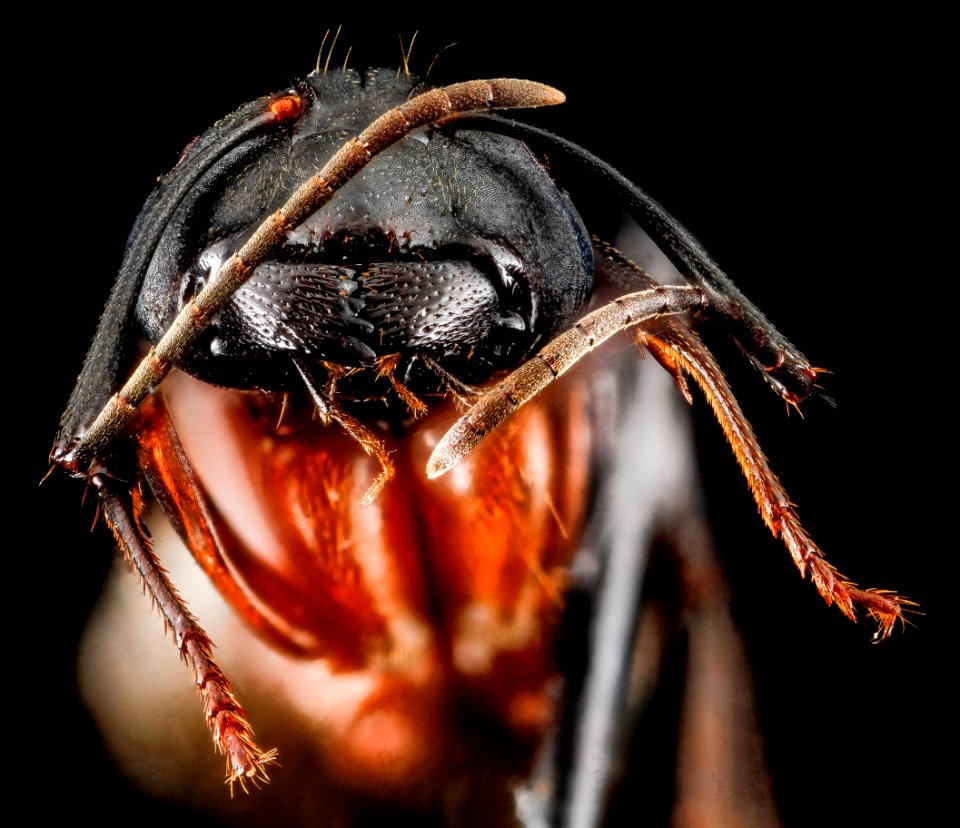 Camponotus chromaiodes, F, face, MD, Queen Anne County, Chino Farms 2013-01-16-14.14.23 ZS PMax