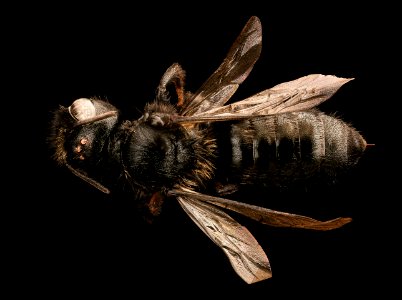 Hoplitis albifrons, f, back, Mariposa CA, 2017-07-13-15.20