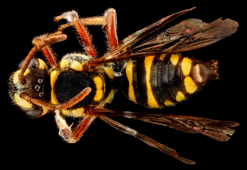 Nomada krugii, F, back, Dominican Republic, La Ve jarabacoa 2012-12-05-14.22.52 ZS PMax