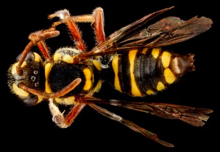 Nomada krugii, F, back, Dominican Republic, La Ve jarabacoa 2012-12-05-14.22.52 ZS PMax