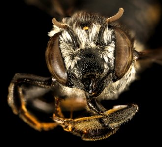 Megachile mendica, f, face, Pr. George's Co. Maryland 2016-03-29-16.28 photo