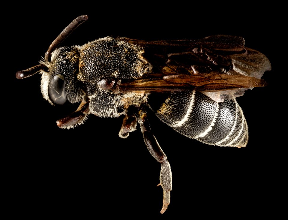 aglaoapis tridentata, f,side 2014-11-01-23.27.43 ZS PMax
