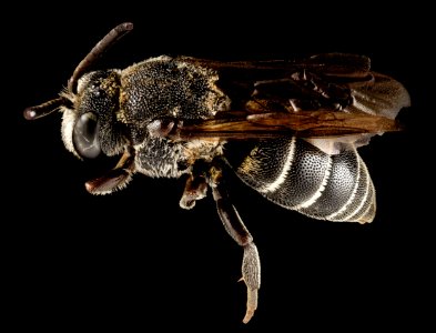 aglaoapis tridentata, f,side 2014-11-01-23.27.43 ZS PMax photo