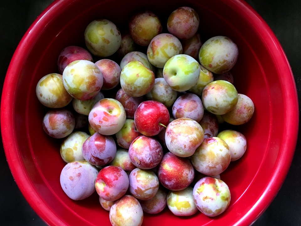 2017/365/210 Plum Bowl
