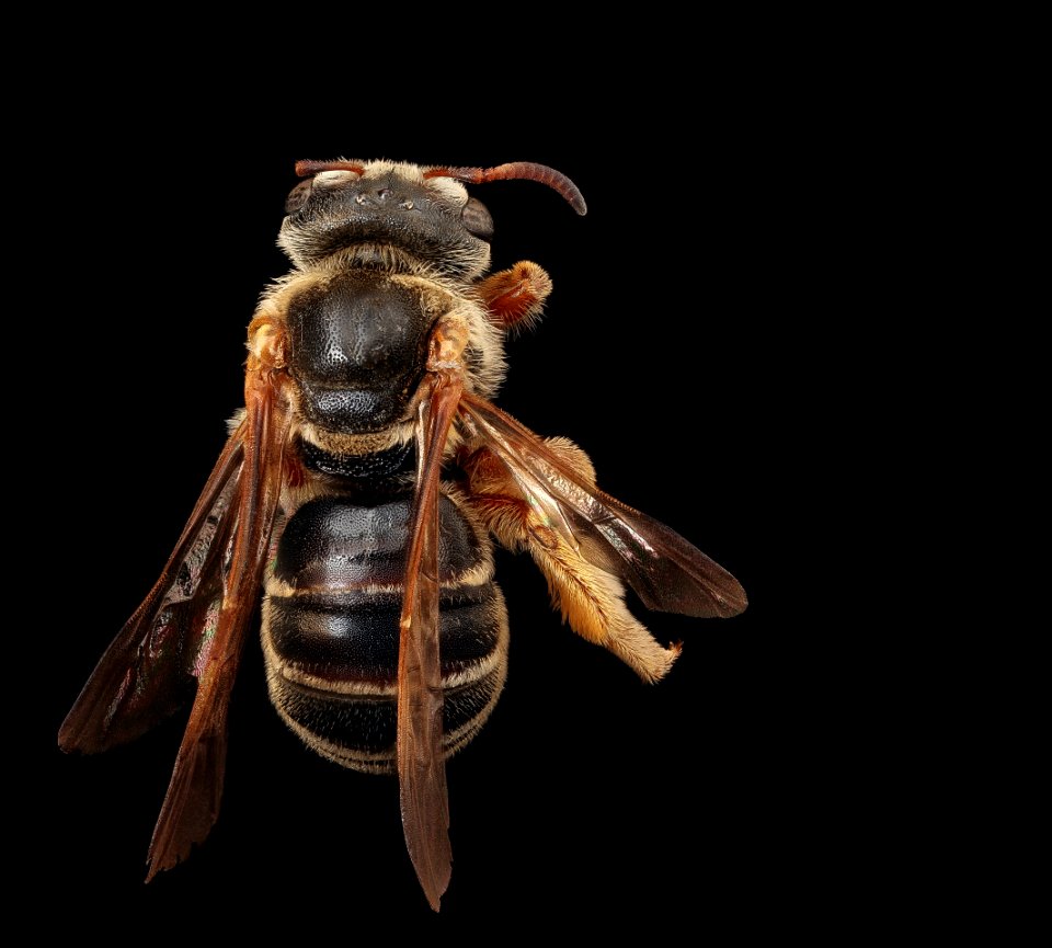 Dieunomia nevadensis, f, back, A.A Co, MD 2019-03-23-14.15.38 ZS PMax UDR