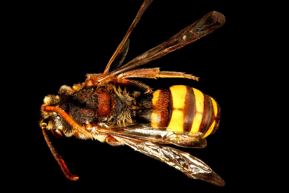 Nomada maculata, m, back, Charles Co. Maryland 2016-06-27-16.44