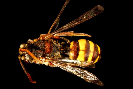 Nomada maculata, m, back, Charles Co. Maryland 2016-06-27-16.44