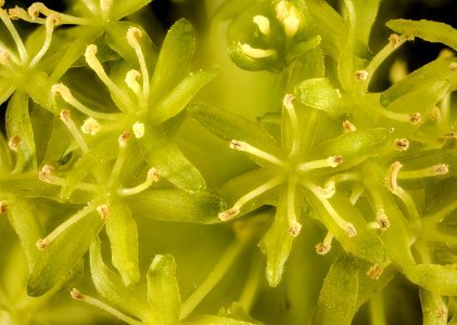 Smilax herbacea  or psuedo-china inflorescence, Howard County, MD, HeLoMetz 2017-07-25-21.18