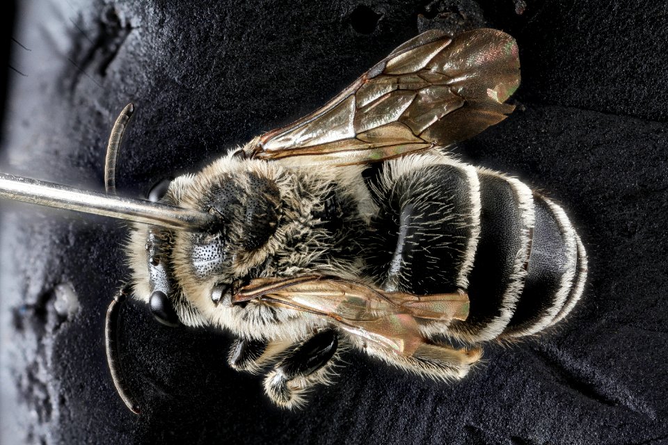 Colletes latitarsis, M, Back, Baltimore, MD 2013-06-20-18.37