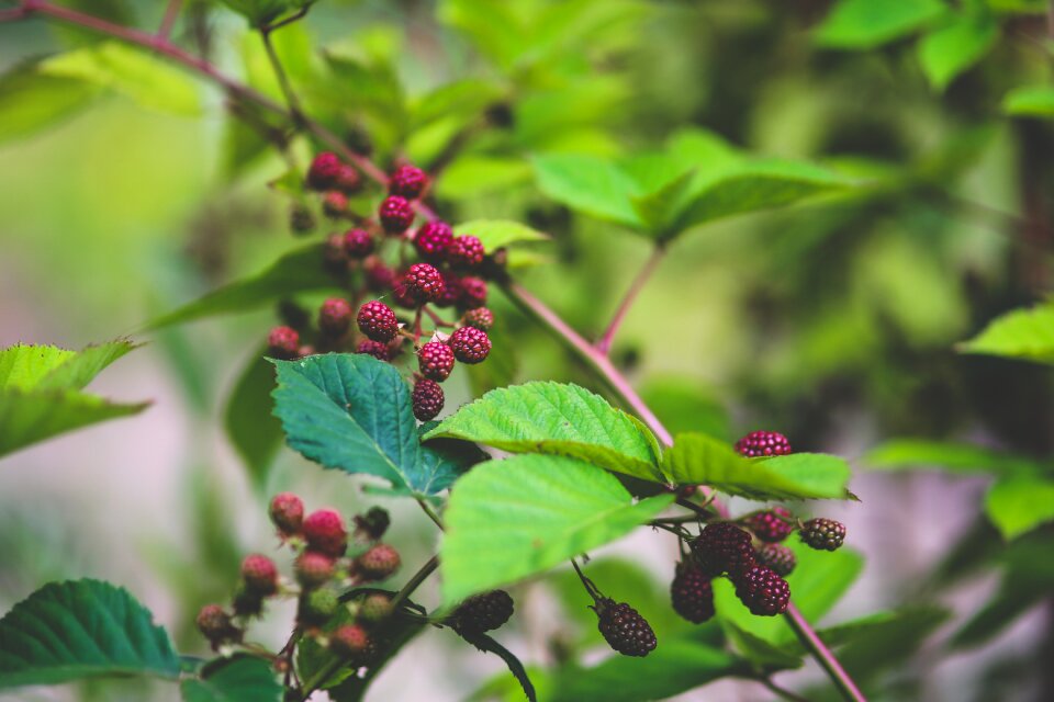 Nature fruit young