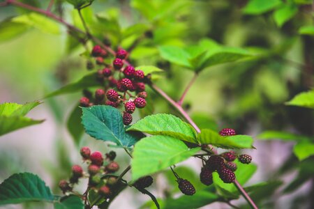 Nature fruit young