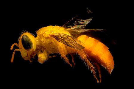 Arhysosage sepcies aff flava, side 2014-06-15-16.27.34 ZS PMax