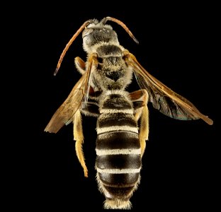 Halictus brunnescens, M, Back, Greece, Aegan Islands, Lesvos, Mytilene 2015-03-06-10.48.42 ZS PMax