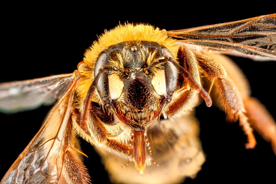 Andrena accepta, female, face 2012-08-02-17