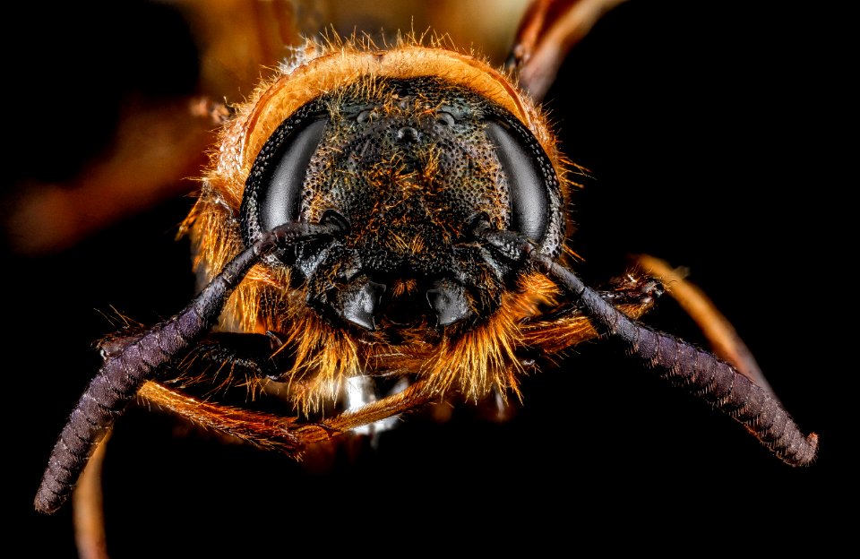 Eriotremex formosanus, F, face, Haywood County, Tennessee 2013-02-05-14.20.02 ZS PMax
