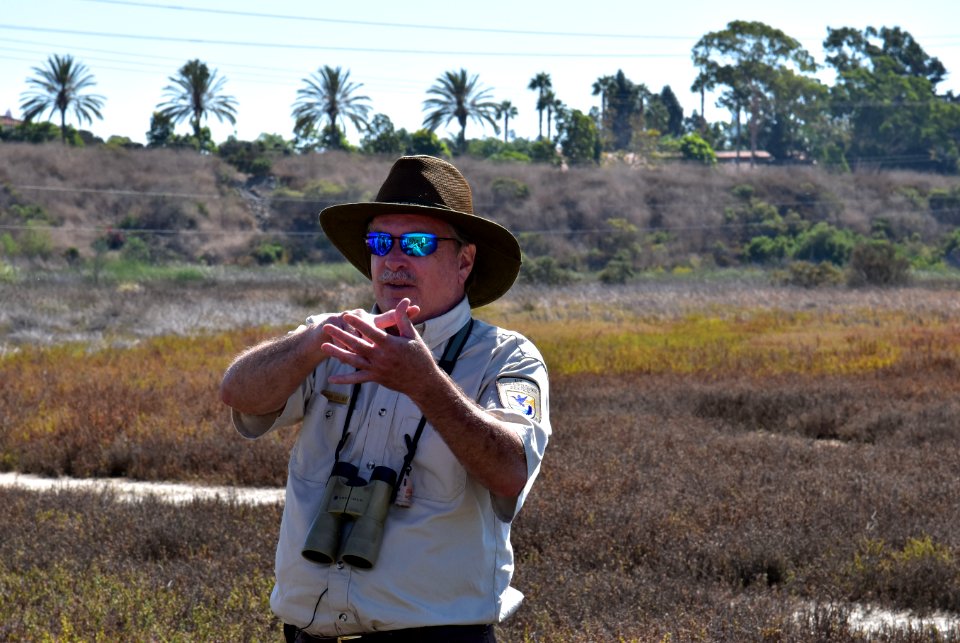 Light-footed Ridgway's rail banding and release at Batiquitos Lagoon