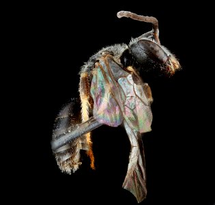 Lasioglossum sopinci, male, side 2012-08-09-16.50.59 ZS PMax
