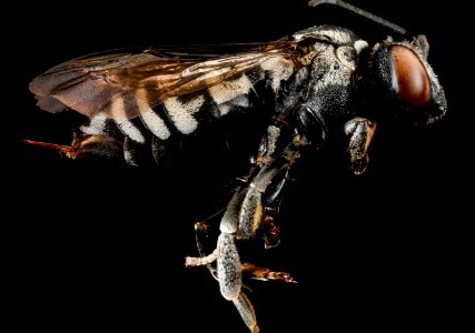 Triepeolus donatus, F, side 2013-01-04-15.51.41 ZS PMax