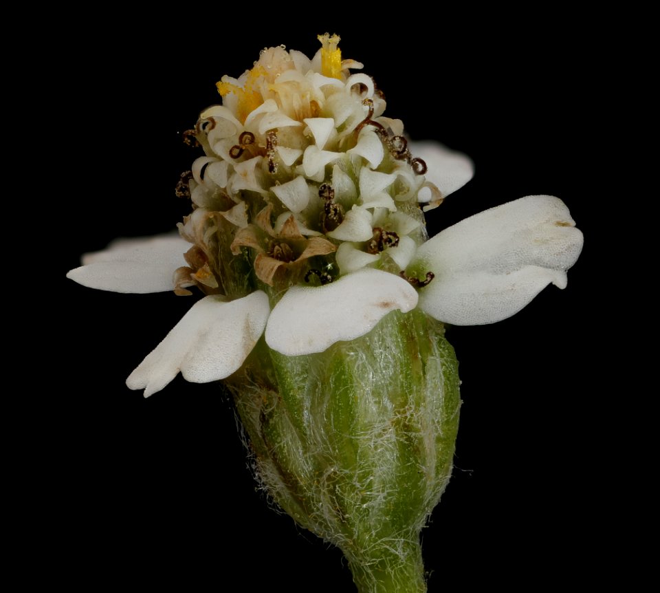 Achillea millifolium 3, Yarrow, Howard County, Md, Helen Lowe Metzman 2019-10-23-11.52.27 ZS PMax UDR