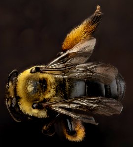 Melissodes desponsa, F, back, Virginia, Prince William County 2012-12-12-14.42.21 ZS PMax photo