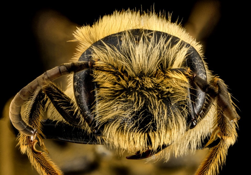 Andrena hilaris, M, Face, South Carolina, Chesterfield County 2014-02-11-16.31.45 ZS PMax