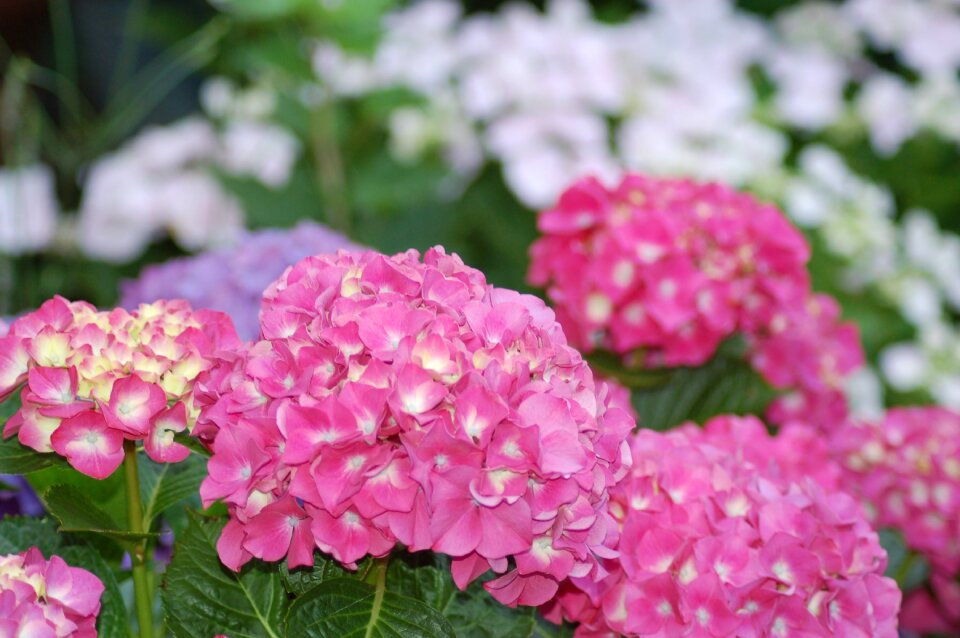Pink bloom garden