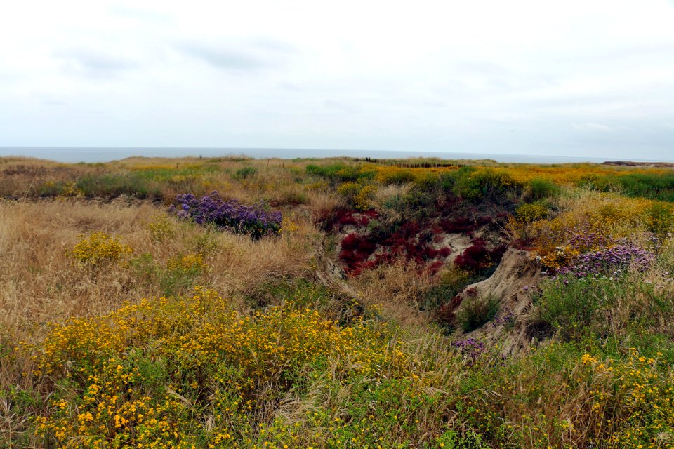 Vernal pool restoration site at Camp Pendleton