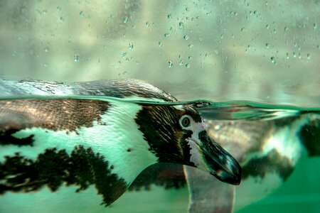 Cute curious recovered
