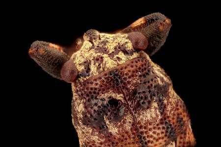 Homopteran of some kind 2018-06-20-09.07.35 ZS PMax UDR