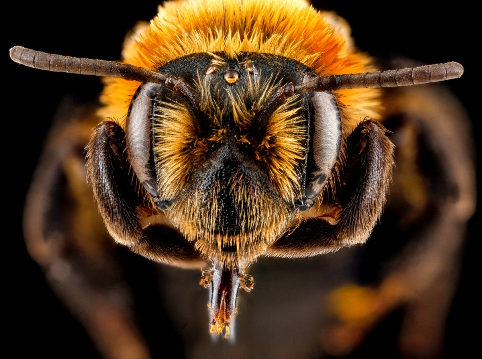 Andrena lupinorum, female, face 2012-08-03-16.37.36 ZS PMax photo