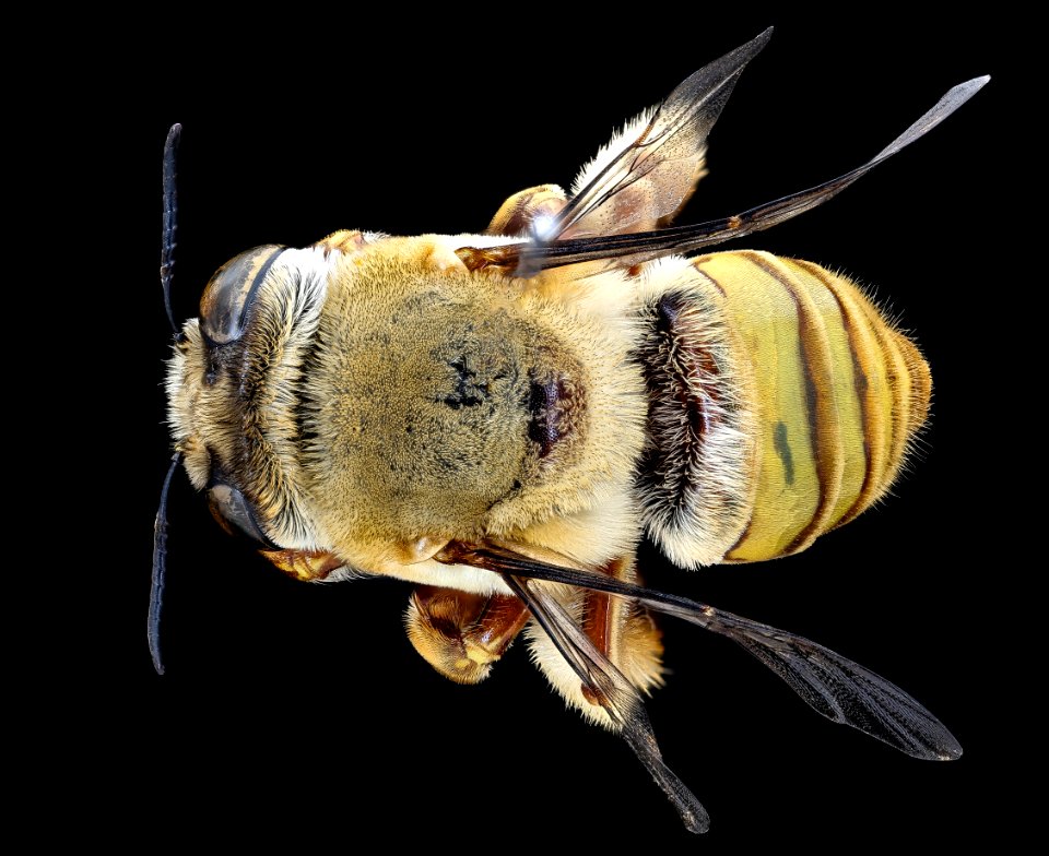 Centris aethyctera, m, back, Costa Rica 2020-08-19-16.47.59 ZS PMax UDR