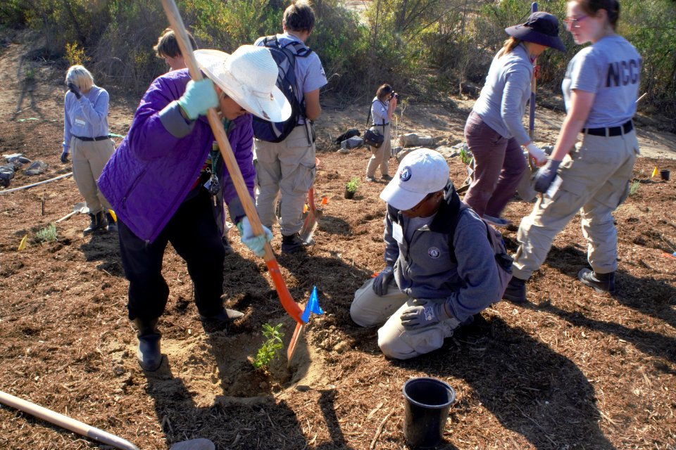 Planting black sage at Meadowview restoration area in Temecula, CA
