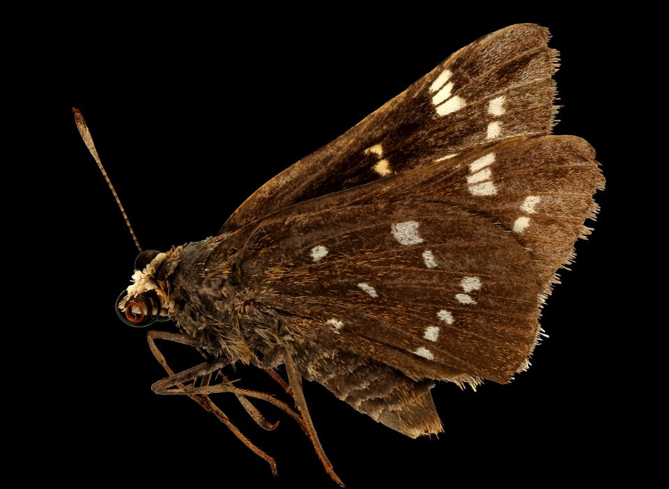 Atrytonopsis quinteri, crystal skipper, nc, side3 2019-08-09-18.48.52 ZS PMax UDR