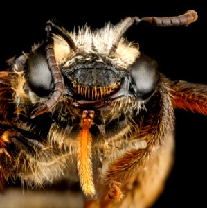 Exomalopsis analis, F, face, Dominican Republic, La Ve Hatillo 2012-12-05-14.04.37 ZS PMax photo