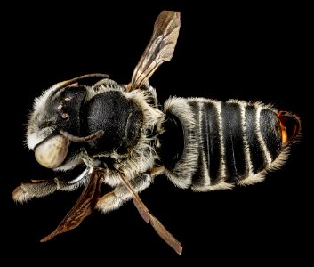 Megachile pseudobrevis, U, back, Georgia, Camden County 2013-01-24-14.47.37 ZS PMax photo