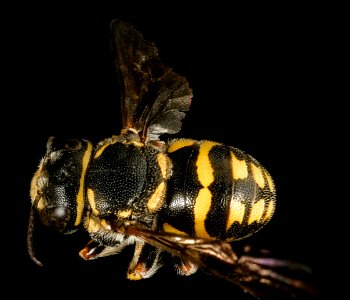 Anthidiellum notatum gilense, m, back, Cochise Co. AZ 2016-03-15-21.25