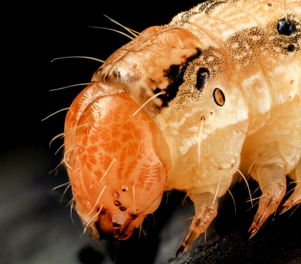 corn earworm, face side 2014-06-04-20.53.55 ZS PMax