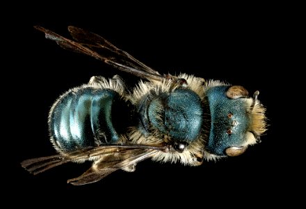 Osmia georgica, f, back, Talbot Co, MD 2016-02-02-13.04