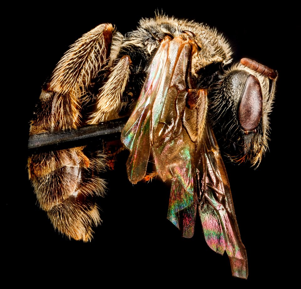 Lasioglossum oenotherae, F, side, Virginia, Page County 2012-12-13-15.07.09 ZS PMax