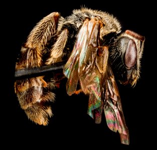 Lasioglossum oenotherae, F, side, Virginia, Page County 2012-12-13-15.07.09 ZS PMax