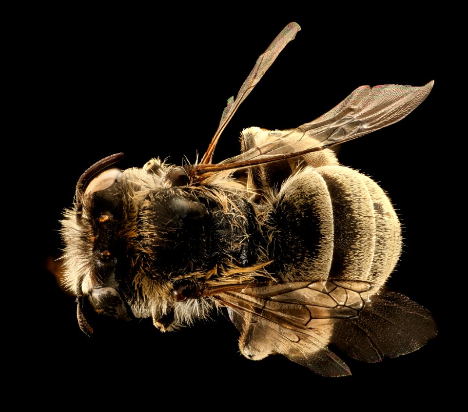Anthophora exigua, m, back, Mariposa CA 2017-07-19-12.11.34 ZS PMax UDR