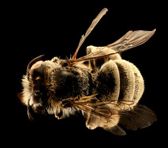 Anthophora exigua, m, back, Mariposa CA 2017-07-19-12.11.34 ZS PMax UDR
