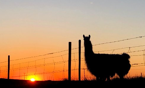 2020/366/126 Secret Llama