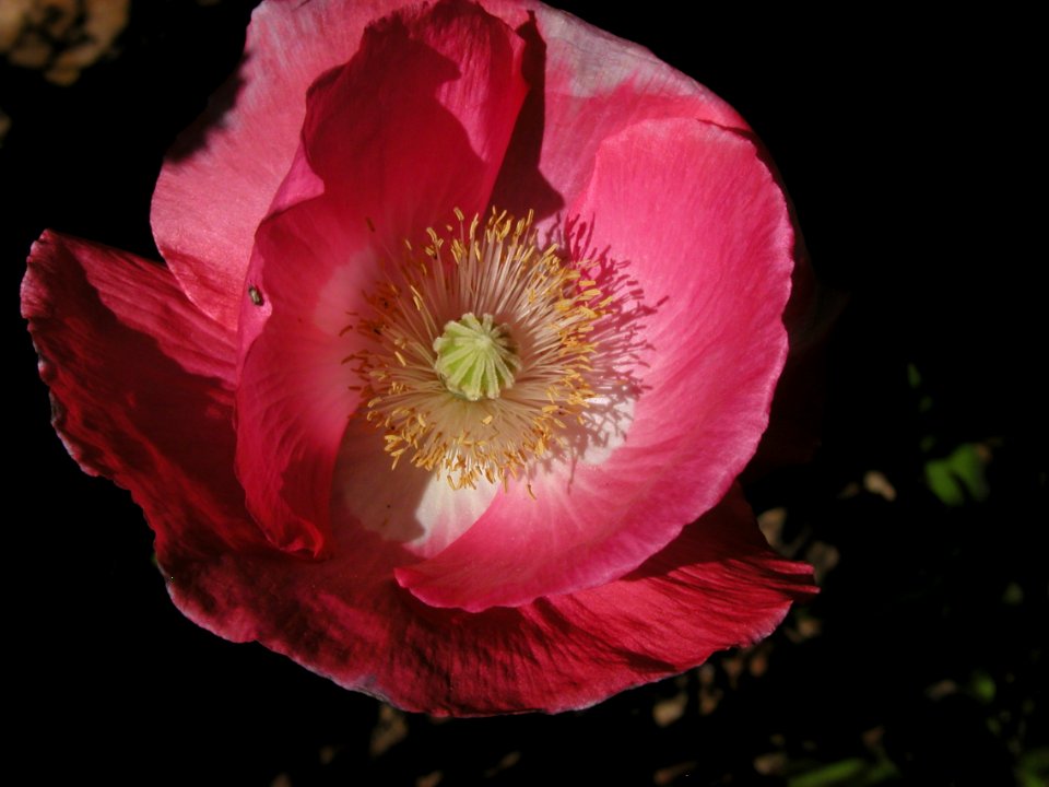 Spring Flowers From Strawberry