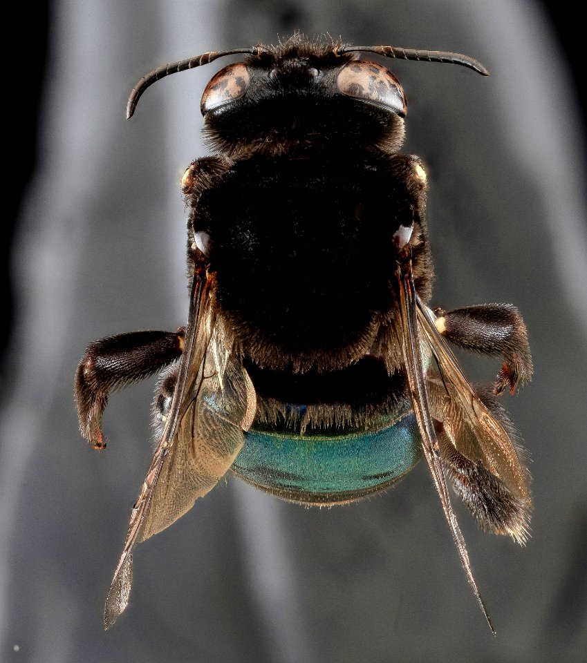 Centris haemorrhoidalis, F, Back, Puerto Rico 2013-06-27-15.18.39 ZS PMax
