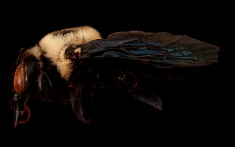 Xylocopa grisescens, left,f,Paraiba, Brasil 2019-10-24-16.19.42 ZS PMax UDR
