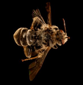 Epeoloides pilosulus, m, back, nh, powerline 2018-11-02-12.53.25 ZS PMax UDR