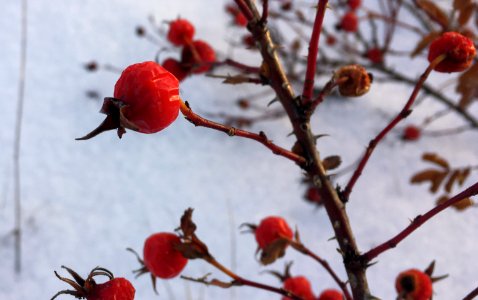 Premium Rose Hips!