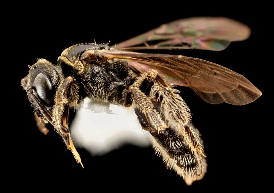 Pseudopanurgus labrosiformis, f, ga, baker, side 2015-01-08-17.39.42 ZS PMax