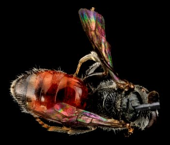 Sphecodes sp, F, Back 1, Puerto Rico, St. Isabel 2013-07-11-17.06.09 ZS PMax